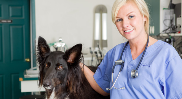 Veterinary Biomedical Waste Disposal